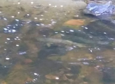 IMG_20181110_152910047